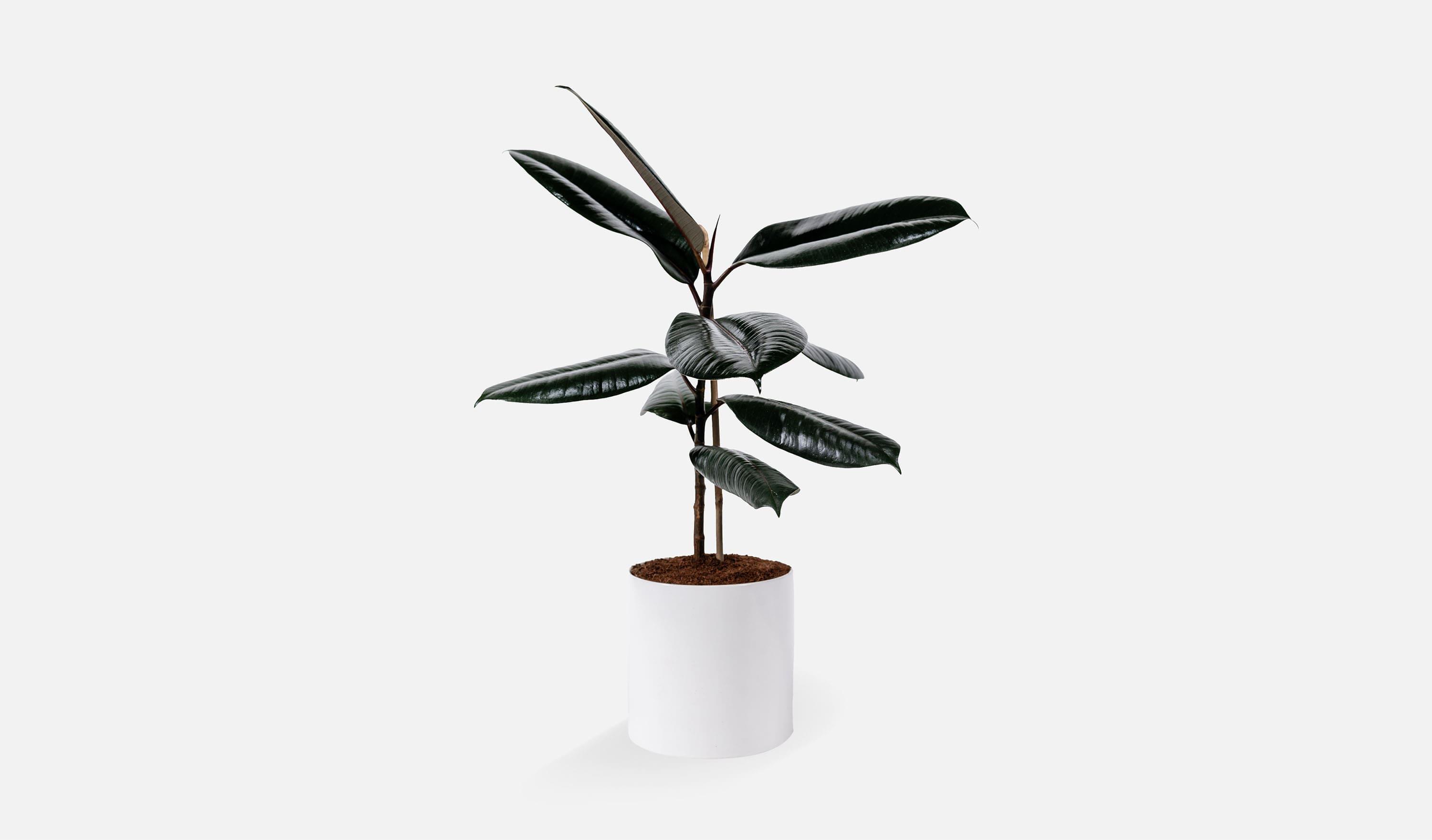 עלמא פרחים • פיקוס גומי