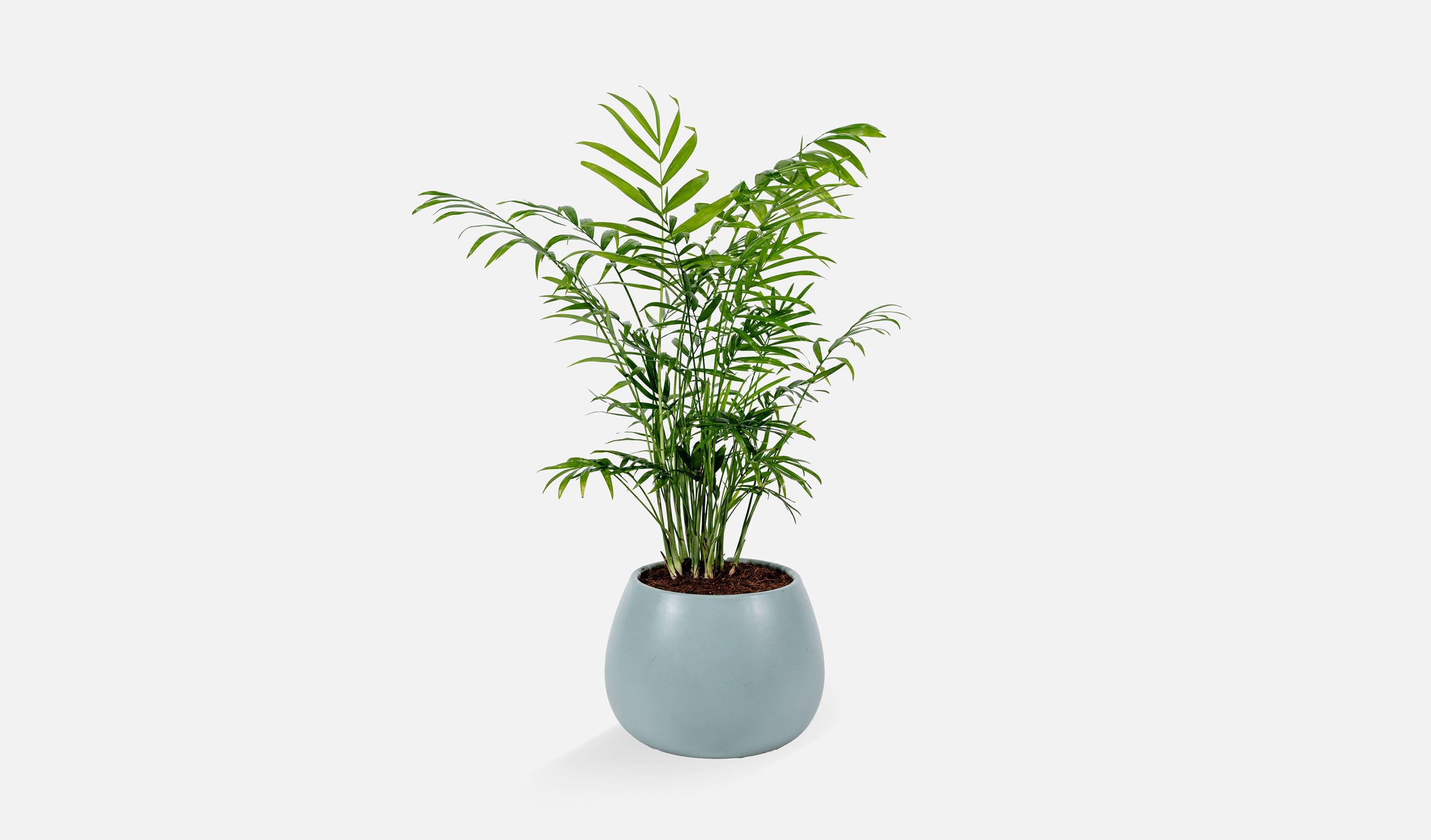 עלמא פרחים • דקל חמדוריאה